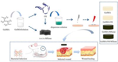 Augmented wound healing potential of photosensitive GelMA hydrogel incorporating antimicrobial peptides and MXene nanoparticles